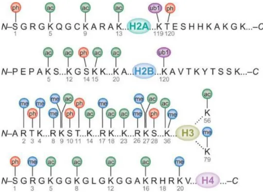 Figure 14. Diverse post-translational modifications present in Histones.    ac-acylation, ph-phosphorylation, me-methylation, ub1-ubiquitinylation