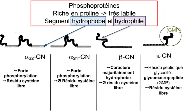 Figure 1.3:  Structure des caséines composant les micelles.   Adapté de Lucey (2002) 