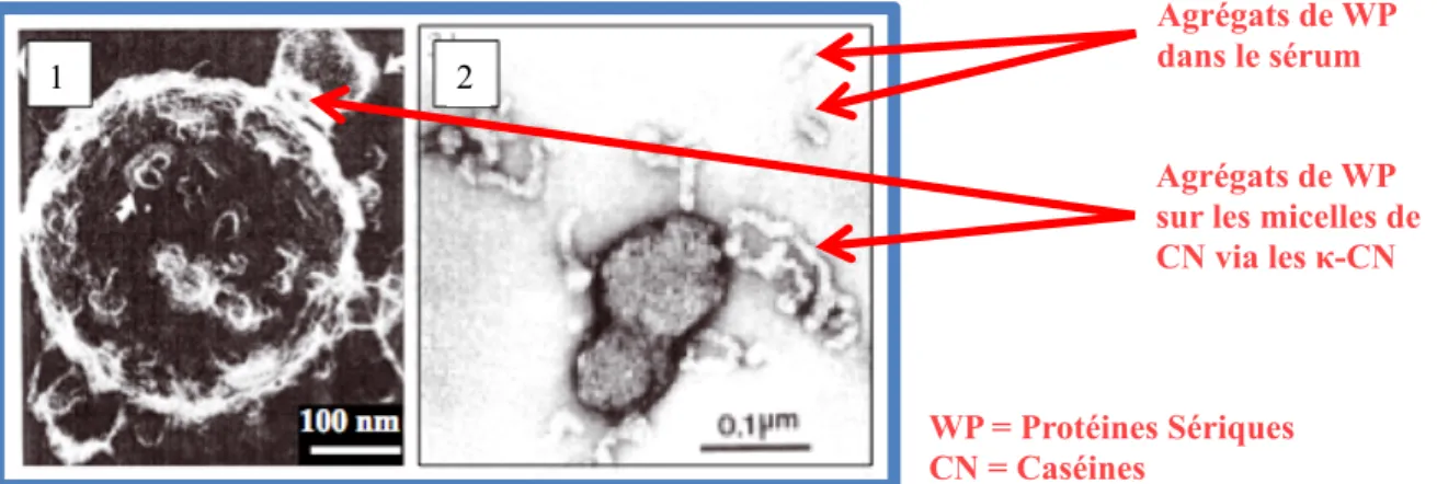 Figure 1.9 : Agrégats de protéines sériques attachés à la micelle ou dans le sérum vu par microscopie  à balayage électronique (1) et par microscopie électronique à transmission (2)