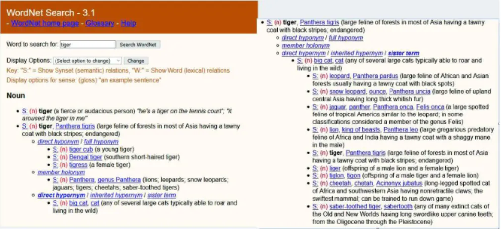 Fig. 1. Extract of WordNet for the term tiger. The right-side part of the figure provides the sister terms from the term tiger while the left-side part provides the two senses of the word and details for the second sense as well as direct hyponyms, holonym