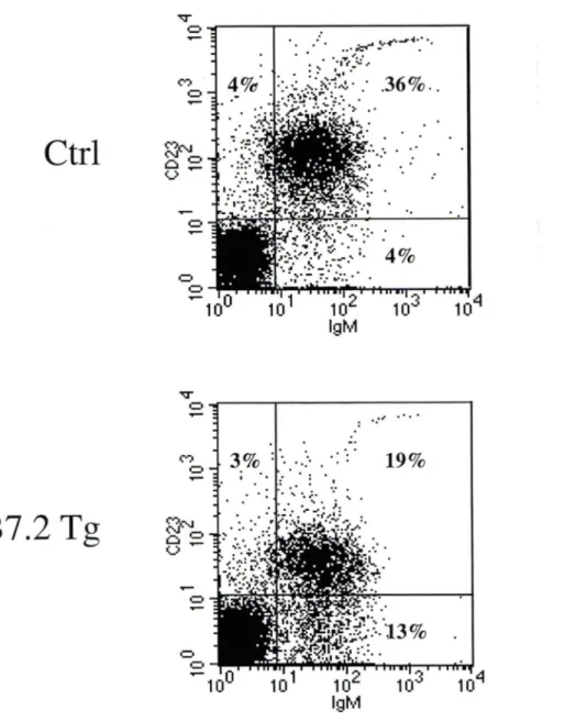 Figure 6. Profil représentatif des  lymphocytes B au niveau de  la rate chez les  souris CMH II  -/-lignée B7.2mod Ctrl n=4 et Tg n=7