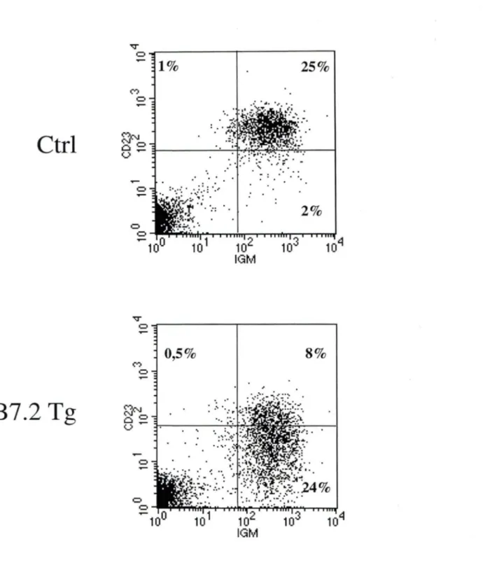 Figure 7.  Profil représentatif des lymphocytes B au niveau des ganglions périphériques chez les  souris CMH II-/- lignée B7.2mod Ctrl n=4 et Tg n=7