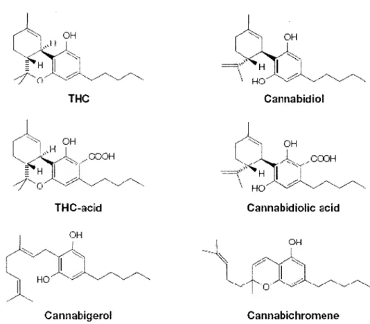 Figure  1 :  Structure  moléculaire  de  différents  phytocannabinoïdes  dont  le  THC,  principal  phytocannabinoïde étudié