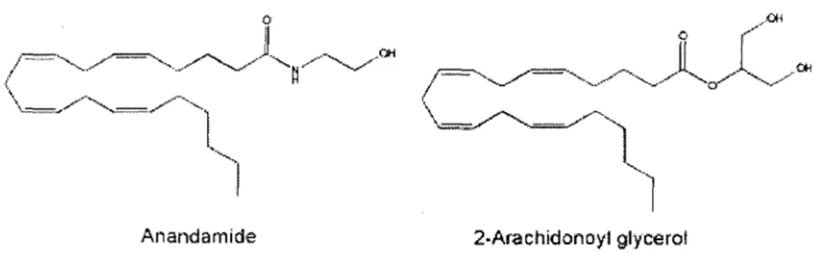 Figure  3:  Structure  moléculaire  de  deux  des  prmc1paux  endocannabinoïdes.  Tiré  de  (HOWLETT et al.,  2004)