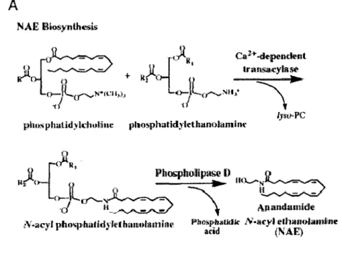 Figure 5:  Synthèse de l'anandamide. Tiré de (CRA VA TT and LICHTMAN, 2004). 