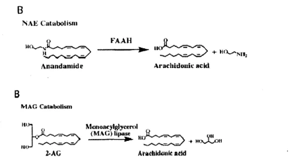 Figure 6: Dégradation de l'anandamide et du 2-AG. Tiré de (CRAVATT and LICHTMAN,  2004)