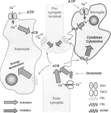 Figure 7: Interaction entre neurones pré et post-synaptiques, microglie et astrocyte lors de la  relâche d'endocannabinoïdes