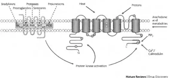 Figure  8 : Le  récepteur TRPV1.  Les  flèches  en  noir  représentent  les  stimuli  du récepteur  TRPV1,  en  rouge,  des  éléments  le  régulant  de  façon  négative