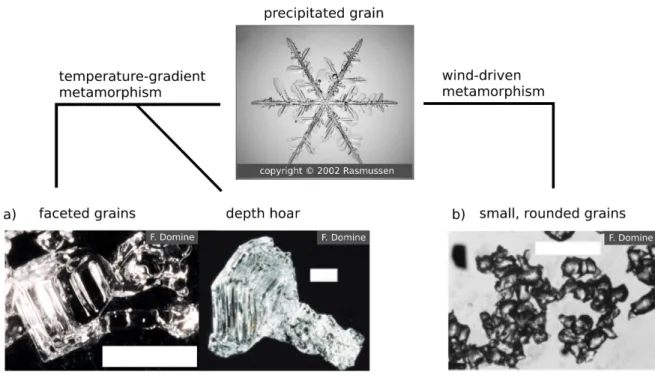 Figure 1.4. Shape of snow grains after metamorphism. White scale bars on photographs are 1 mm