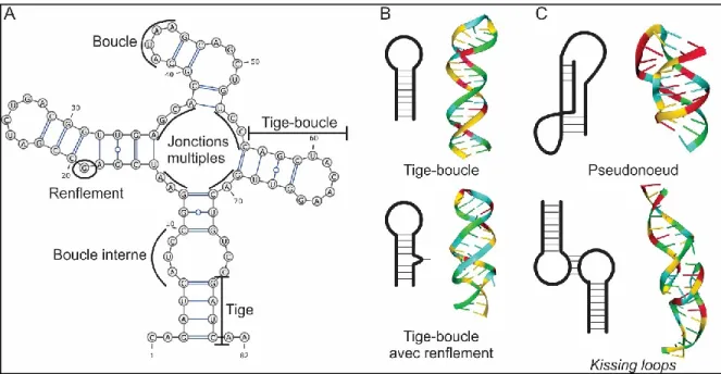Figure 2 – Structures secondaires et tertiaires de l’ARN.  