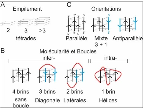 Figure 5 – Diversité de molécularité, d’orientation et de boucles des G4.  