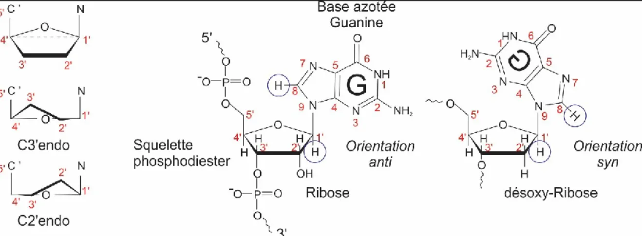 Figure 6 – Conformations du ribose et orientations du lien glycosidique. 