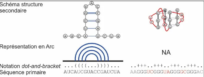 Figure 8 – Deux types de représentations des structures secondaires d’ARN : en arc et en dot-and- dot-and-bracket