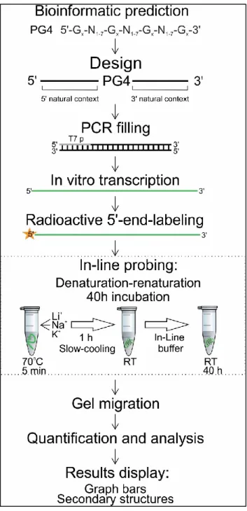 Figure 12 – Organigram of the integrative approach to the study of RNA G-quadruplex  formation using in-line probing