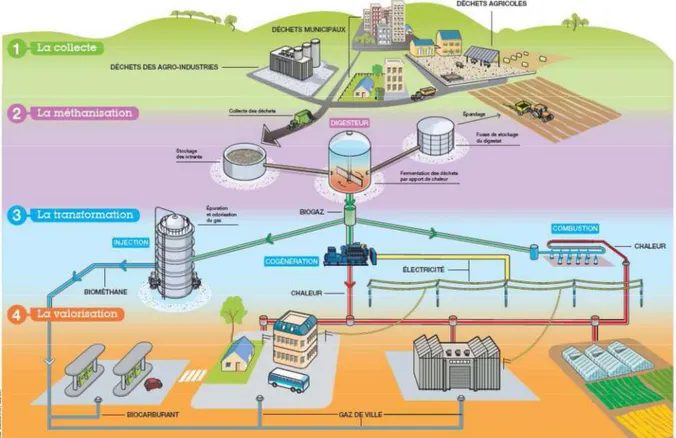 Figure I-2 Intégration de la méthanisation dans le processus de valorisation des déchets organiques et  des biodéchets en énergie renouvelable (ADEME, dossier de presse, 2013)  