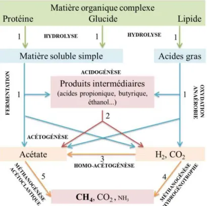 Figure I-3 : Étapes réactionnelles de dégradation de la matière organique en digestion anaérobie  (adaptée de Khanal, 2009) (Groupes microbiens : (1) bactéries hydrolytiques, (2) bactéries acétogènes 