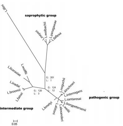 FIGURE 2 Phylogenetic tree of Leptospira species 