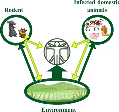 FIGURE 4 Leptospirosis transmission cycle 