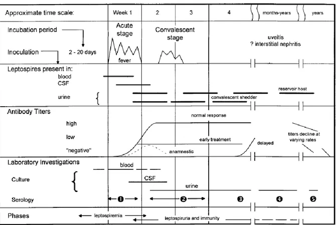 FIGURE 5 Biphasic nature of leptospirosis and relevant investigations at different stages of disease  SOURCE: LEVETT et al (2011)