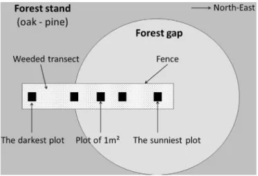 Fig. 1. Diagram of an experimental site (located in Orleans forest, France). Each experimental site consisted of one transect made up of ﬁve 1 m 2 plots organised to catch the light gradient at the stand – gap interface, i.e