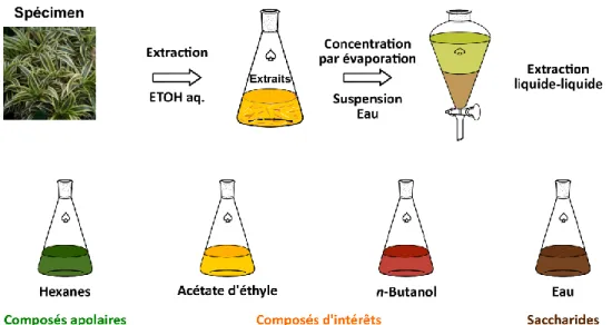 Figure 35 Fractionnement d’un extrait par un processus d’extraction liquide-liquide 
