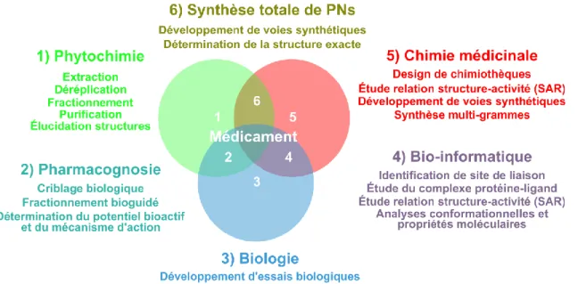Figure 4 Domaines de recherches impliqués lors du développement d’un médicament issus de PNs 