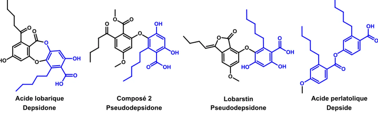 Figure 17 Métabolites lichéniques ayant un motif d’acide olivetolique représenté en bleu 
