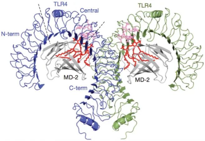 Figure 2 : structure du complexe TLR4-MD2-LPS en vue latérale 