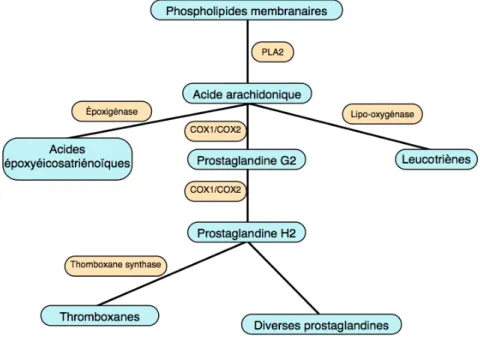 Figure 5 : synthèse des médiateurs inflammatoires dérivés de l’acide arachidonique  PLA2 : phospholipase A2