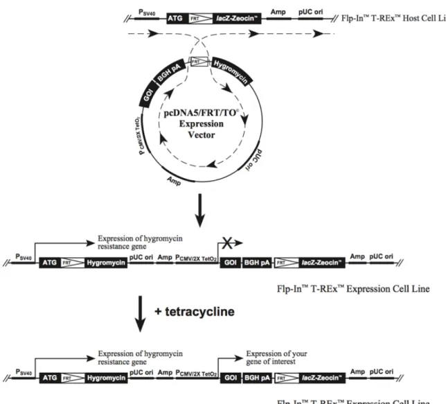 Figure 10 : insertion du plasmide pcDNA5/FRT/TO 