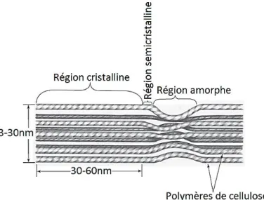 Figure 2-6 Représentation schématique d’une section de microfibrille de cellulose montrant les régions  cristallines, semi-cristallines et amorphes [56]