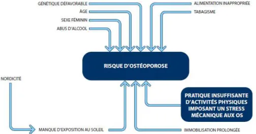 Figure 4 : Facteurs de risque ostéoporose (Kino-Québec, 2008)