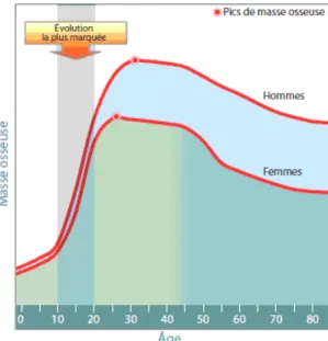 Figure 2 : Stades évolution de la masse osseuse (Kino-Québec, 2008) 