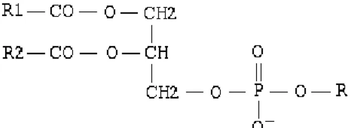 Figure 2 : Schéma d'un phospholipide, formé d'un glycérol lié à deux acides gras (R1 et R2) et à un  groupement phosphate