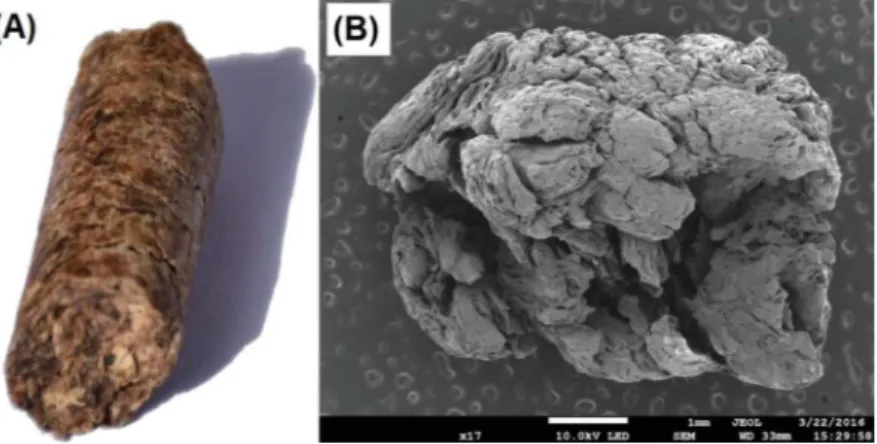 Fig. 1. Picture of the (A) beech bark pellet (PEL) and (B) its associated char (PEL850) obtained by pyrolysis at 850 !C in fluidized bed reactor.