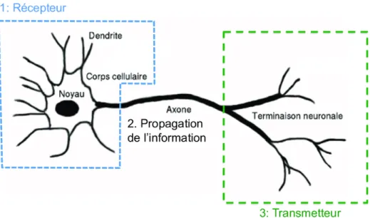 Figure 1.1 – Schéma simplifié d’un neurone. Tiré de Hébert [26].