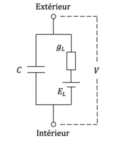 Figure 1.5 – Schéma du modèle Leaky Integrate-and-Fire. Où la membrane est représentée par un circuit électrique.