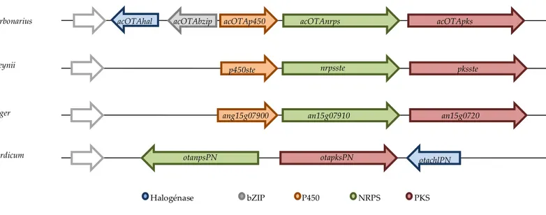 Figure 9 : Représentation schématique des différents clusters hypothétiques de la voie  de biosynthèse de l’OTA chez A