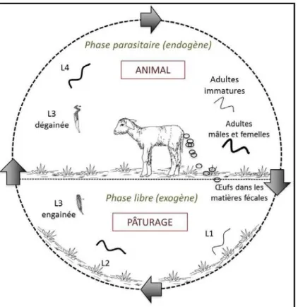 Figure 2 : Cycle biologique des nématodes gastro-intestinaux avec les deux phases, endogène et exogène 