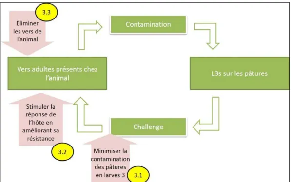 Figure 5 : Trois principes de lutte contre les nématodes (flèches roses) sur le cycle de développement des nématodes  (Source : Torres Acosta et Hoste, 2008)