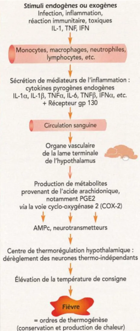 Figure 2 : Représentation schématique de la pathogénèse de la fièvre d’après Ténédos et Cadoré, 2010 