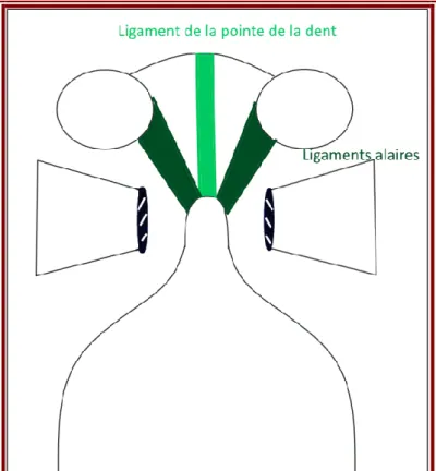 Figure 14 - Schéma des ligaments atlanto-axiaux. Vue dorsale. Plan profond. Dessin personnel.