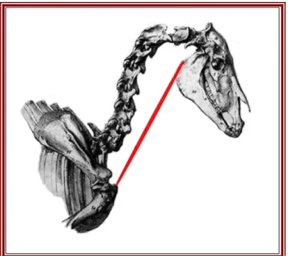 Figure 16 - Schéma du muscle sterno-mandibulaire. Dessin personnel. Squelette par J-N Brunot, 1824 [6]