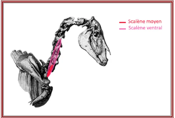 Figure 18 - Schéma des muscles scalènes moyen et ventral. Dessin personnel. Squelette par J-N Brunot, 1824  [6]