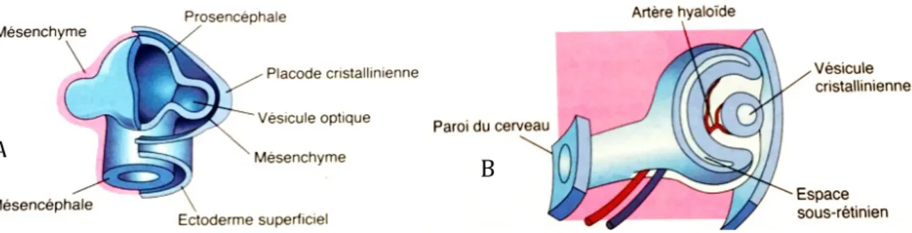 Figure	   3:	   Formation	   du	   cristallin.	   A:	   formation	   de	   la	   placode	   optique.	   B:	   invagination	   de	   la	   vésicule	   cristallinienne.	  (d’après	  Ofri	  2013a)	  