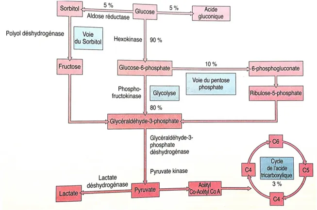 Figure	
  7	
  :	
  Les	
  différentes	
  voies	
  métaboliques	
  du	
  glucose	
  dans	
  le	
  cristallin.	
  Les	
  pourcentages	
  représentent	
  les	
   quantités	
  de	
  glucose	
  estimé	
  dans	
  les	
  différentes	
  voies	
  (d’après	
  Ofri	