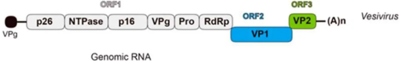 Figure 3. Représentation schématique de l’ARN viral du FCV et de ses cadres de lecture  (ROYALL, LOCKER 2016)