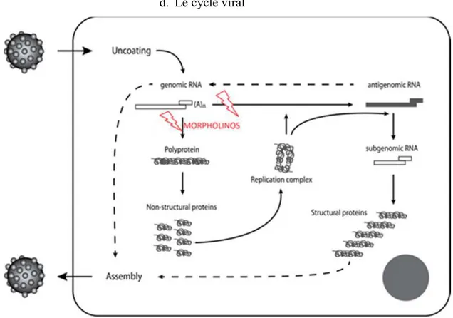 Figure 4. Cycle viral des Caliciviridae et lieux d’action des morpholinos sur le cycle  schématisés par des éclairs (ABRANTES et al