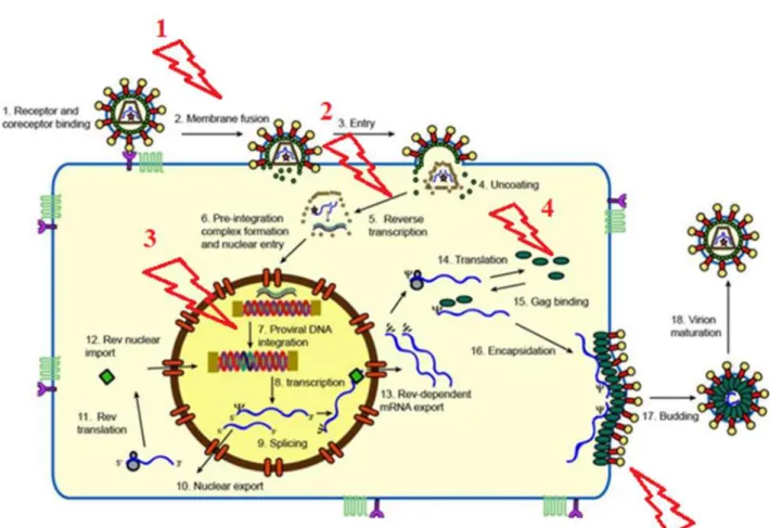 Figure 7. Schématisation du cycle viral du FIV et lieux d’actions des différents antiviraux  détaillés par la suite, symbolisés par des éclairs (1 : inhibiteurs de la fusion membranaire, 2 : 