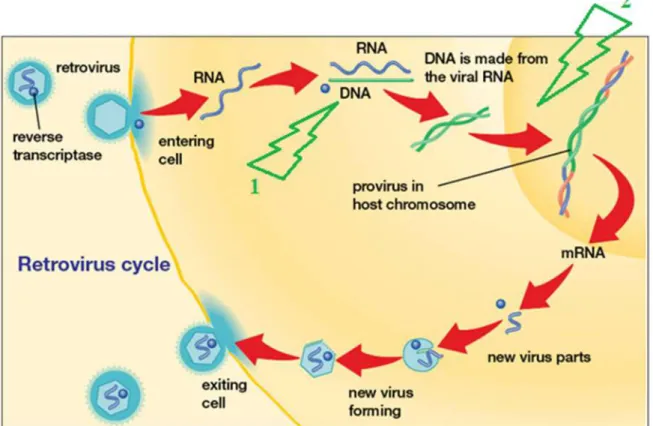 Figure 9. Schématisation du cycle du FeLV, cycle commun aux Retrovirus et lieux d’action  des antiviraux symbolisés par des éclairs (1 : Inhibiteurs de la transcriptase inverse, 2 : 